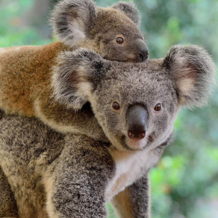 Help the victims of Australia's Wildfires